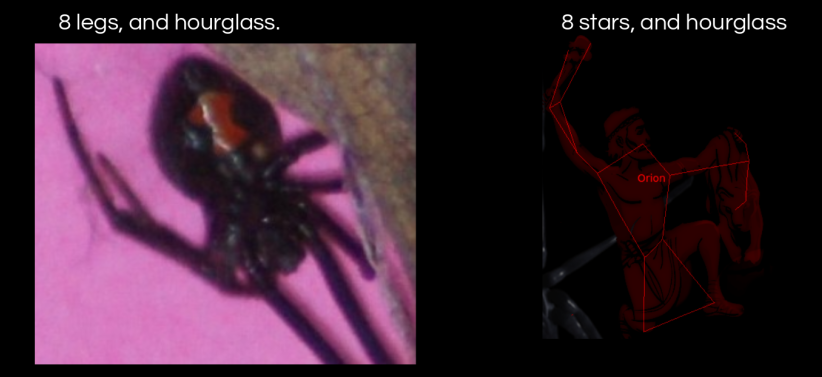 1024x768 lg.egg sack widow