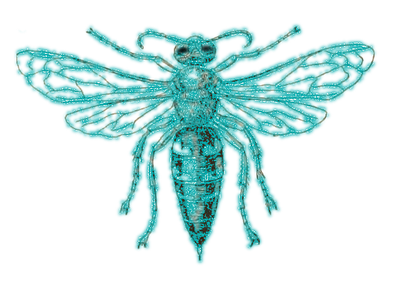 blue-mud-dauber.png