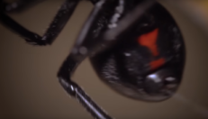 spider-8V.png